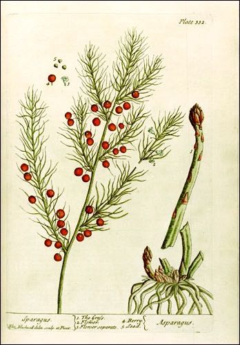 A drawing of asparagus.